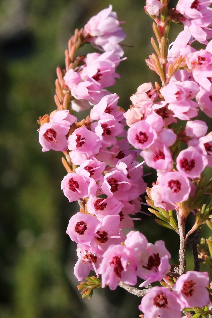 Crested Heath