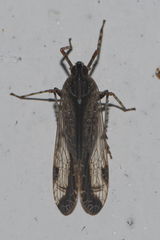 Orthopagus