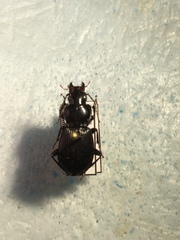 Pterostichus stygicus