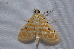 Notarcha aurolinealis