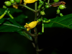 Hamelia axillaris