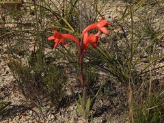 Watsonia stenosiphon