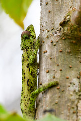 Chamaeleonidae