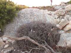 Launaea cervicornis