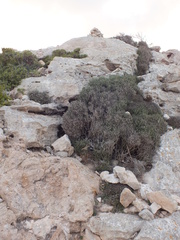 Launaea cervicornis