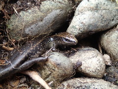 Oligosoma kokowai