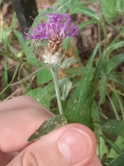 Centaurea jacea