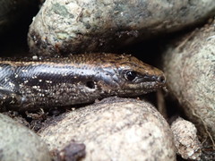 Oligosoma kokowai