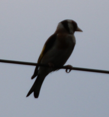 Carduelis carduelis
