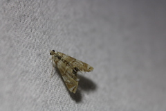 Eoparargyractis plevie