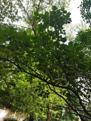 Syringa vulgaris