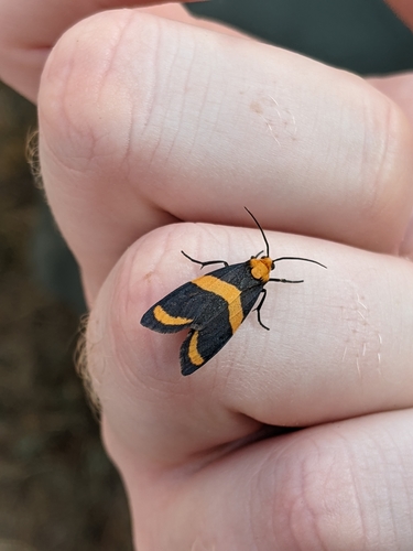 Arid Eudesmia Moth photo 3
