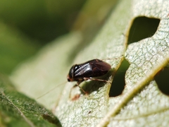 Camptozygum aequale