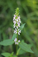 Teucrium canadense canadense