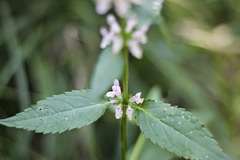 Teucrium canadense canadense