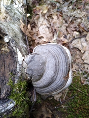 Fomes fomentarius