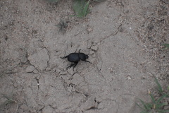Archophileurus cribrosus