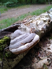 Fomes fomentarius