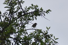 Vireo bellii