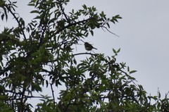 Vireo bellii
