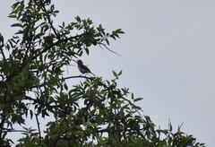 Vireo bellii