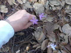 Pseuderanthemum praecox