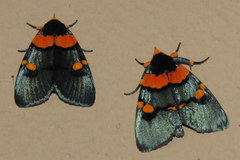 Egybolis vaillantina