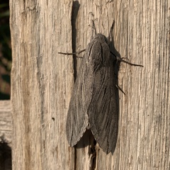 Sphinx chersis