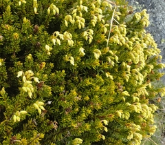 Phyllodoce glanduliflora