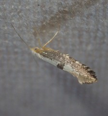 Argyresthia spinosella