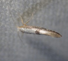 Argyresthia spinosella
