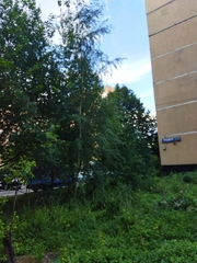 Betula