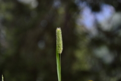 Phleum alpinum