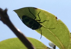 Chrysocoris
