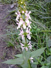 Teucrium canadense canadense