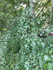 Betula