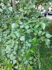 Betula