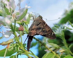 Urbanus proteus proteus