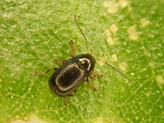 Cryptocephalus labiatus
