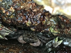 Metopograpsus quadridentatus