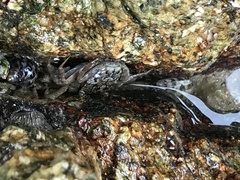 Metopograpsus quadridentatus