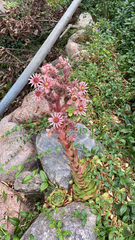 Sempervivum tectorum
