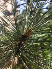 Pinus cembra