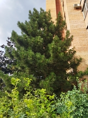 Pinus cembra