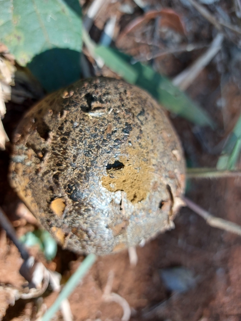 Pisolithus arhizus · July 2021 · photo: © filipi_soares (iNaturalist, cc-by)