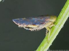 Acinopterus acuminatus