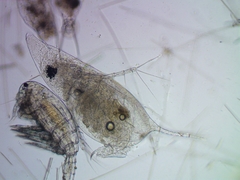 Daphnia cucullata
