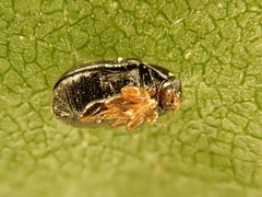 Cryptocephalus labiatus