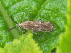 Teleonemia scrupulosa