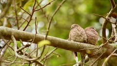 Columbina inca